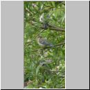 Parus caeruleus - Blaumeise 09.jpg